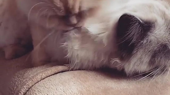 Cats Grooming Each Other